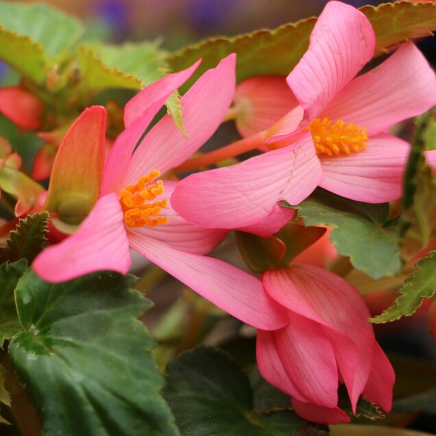 Tuberous Begonia 'Million Kisses Embrace'