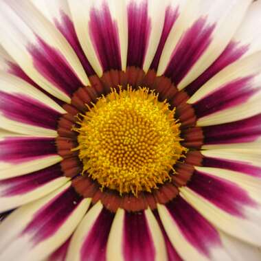 Treasure Flower