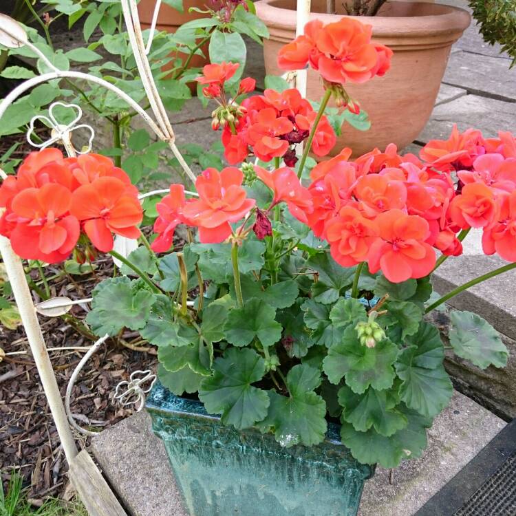 plant image 209370