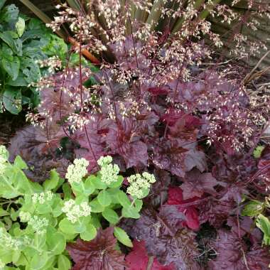 Robska 's garden