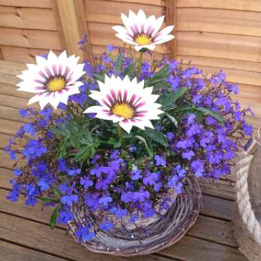 Robska 's garden