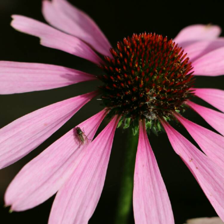plant image 233254