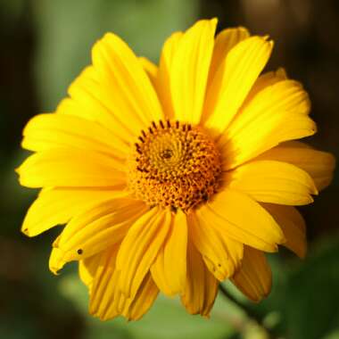 American ox eye 'Sweet Sunshine'