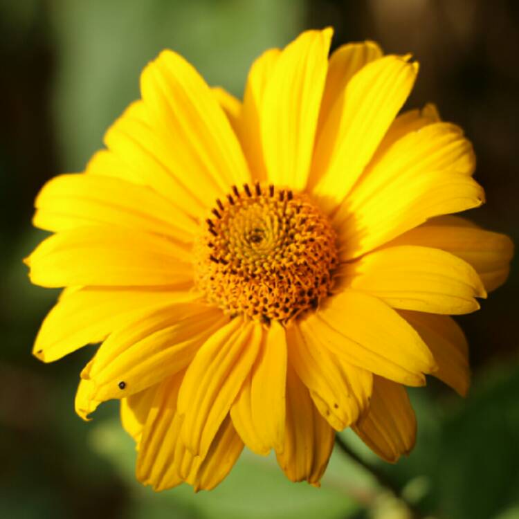 plant image 233261