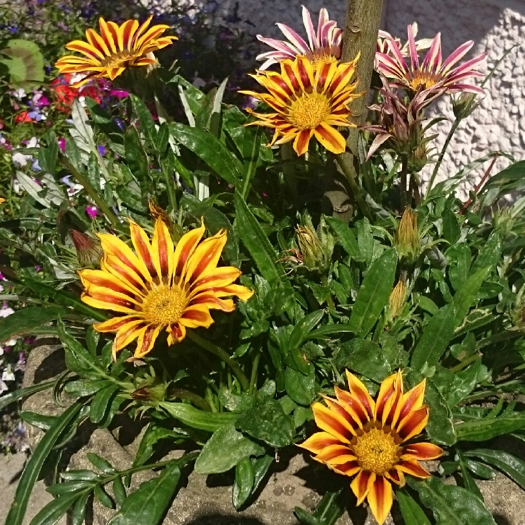 plant image 34438