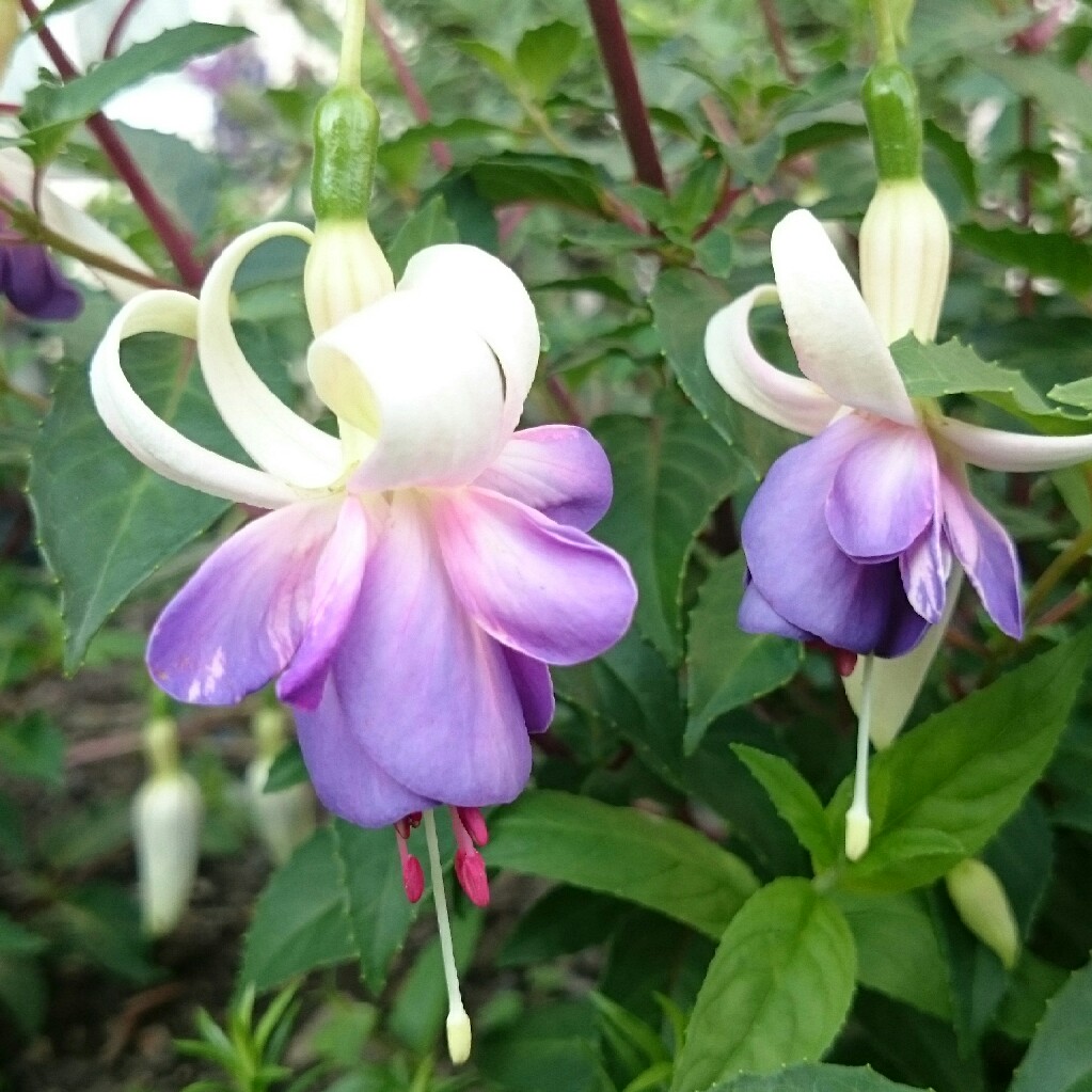 Plant image Fuchsia 'Blue Angel'