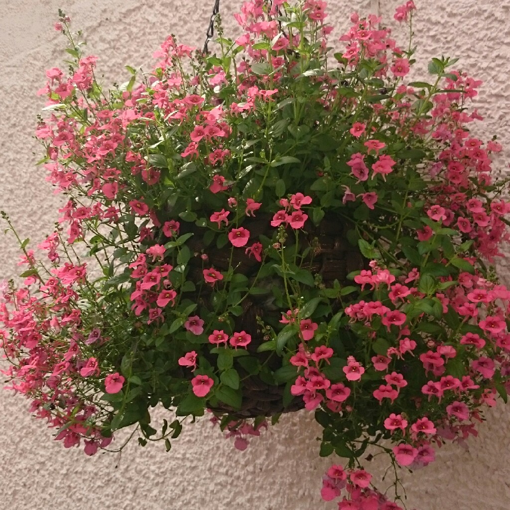 Plant image Diascia