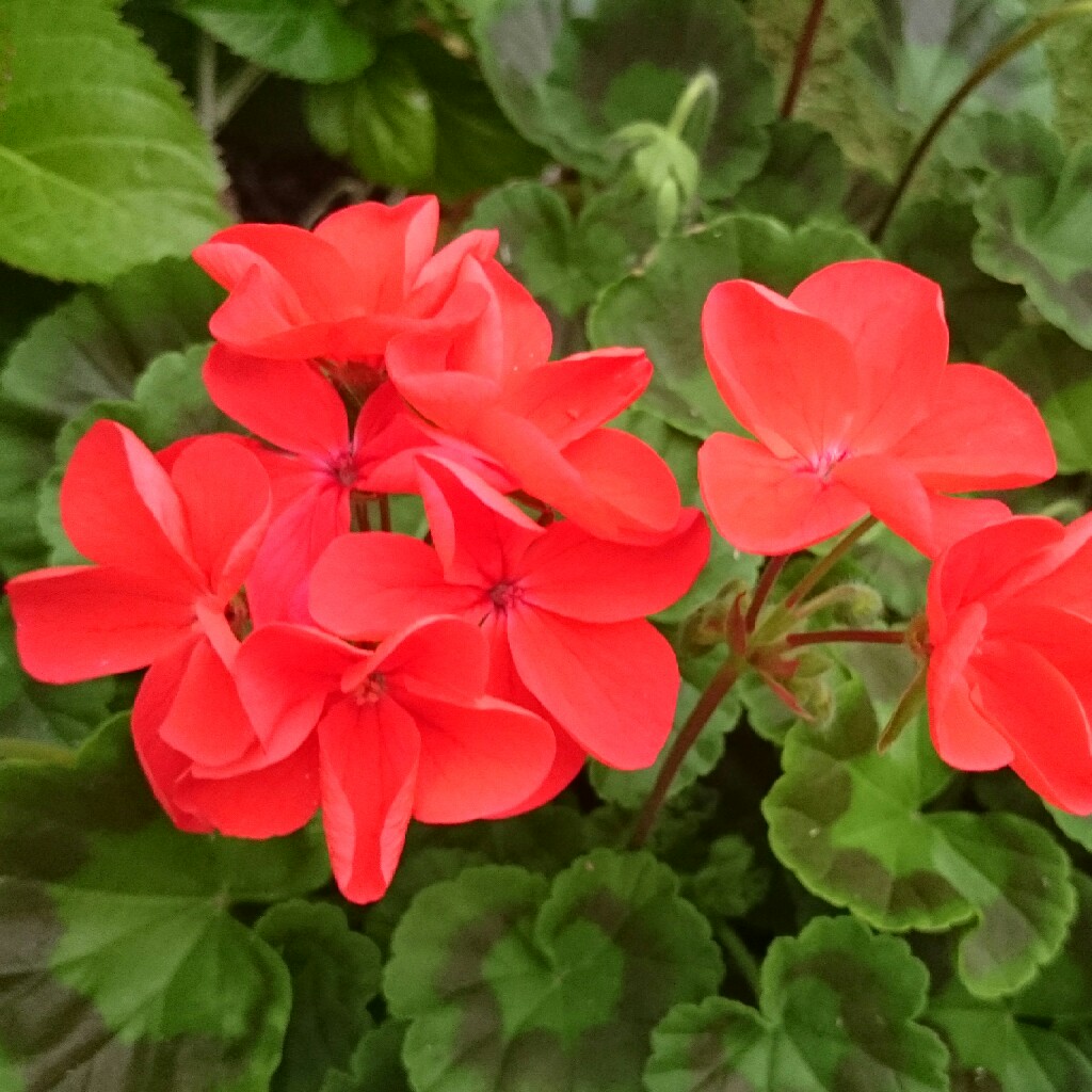 plant image 35113