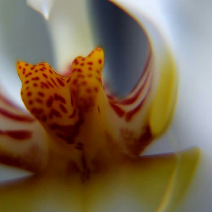 Phalaenopsis