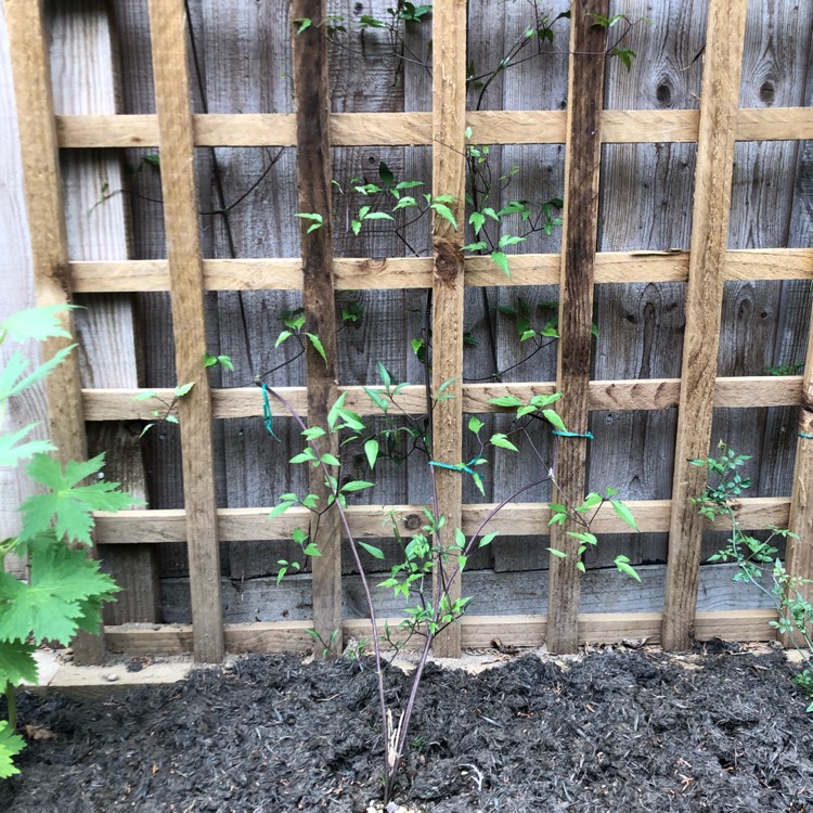 plant image 1010257