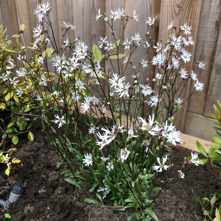 Plant image Lychnis Flos-Cuculi 'White Robin'