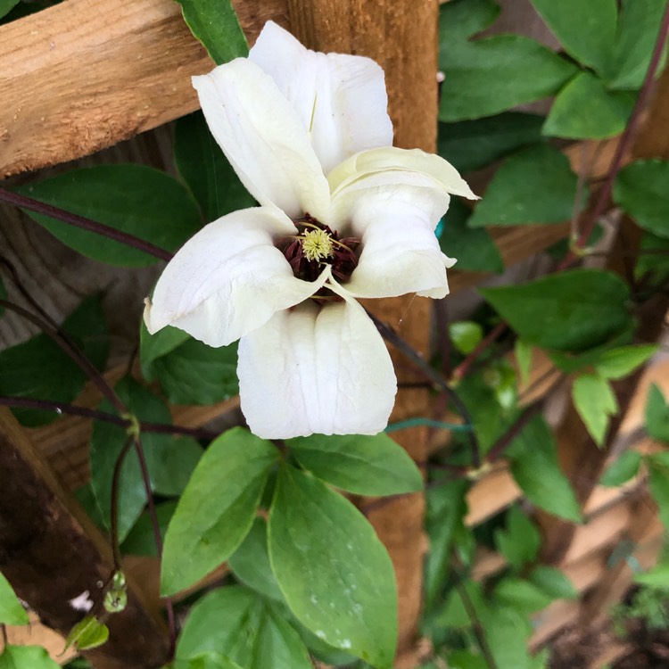 plant image 1055835