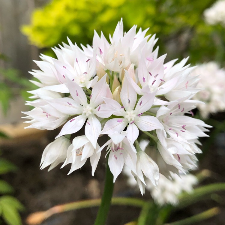 plant image 1064999 plant image 1064999