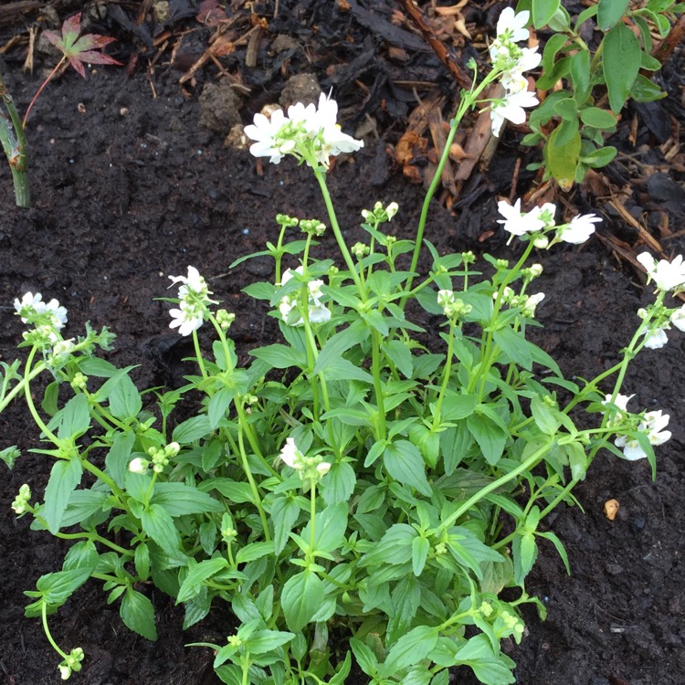 plant image 202994