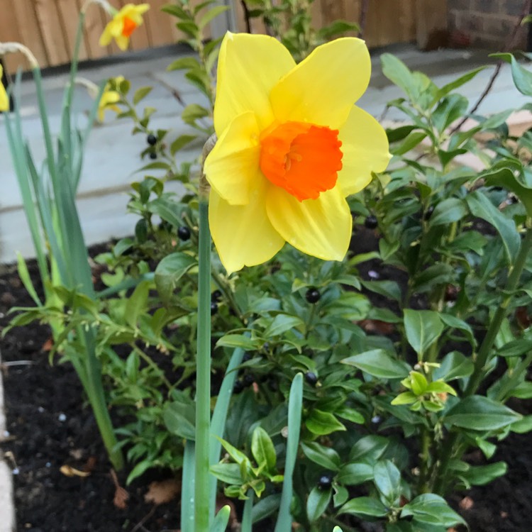 Plant image Narcissus 'Hollywood'