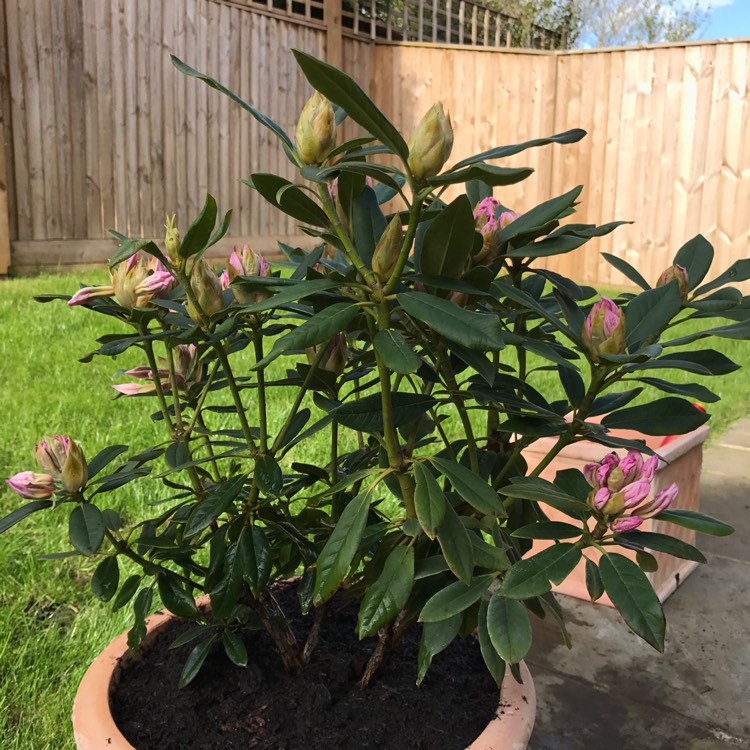 plant image 347334