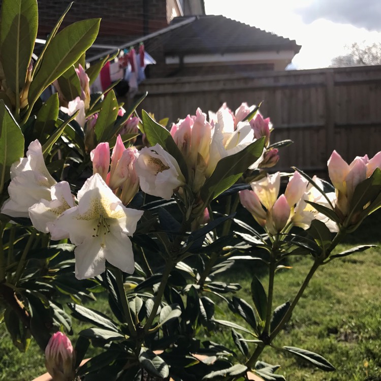 plant image 350083