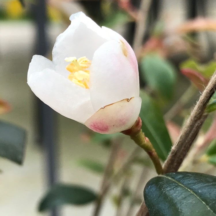 plant image 399994
