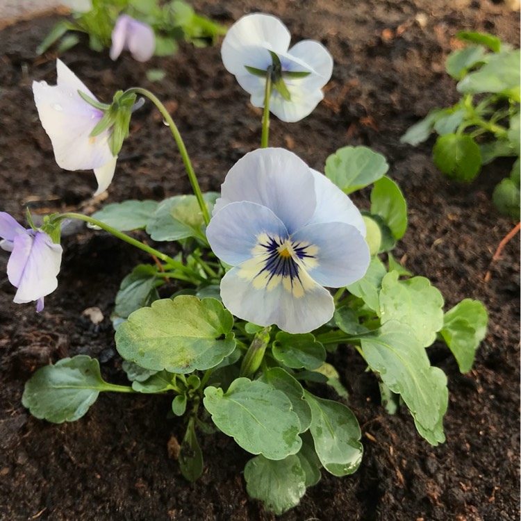 Plant image Viola cornuta 'Penny Marina'