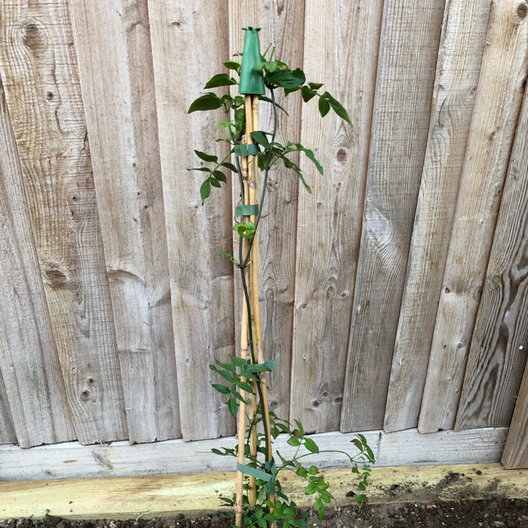 plant image 838504 plant image 838504