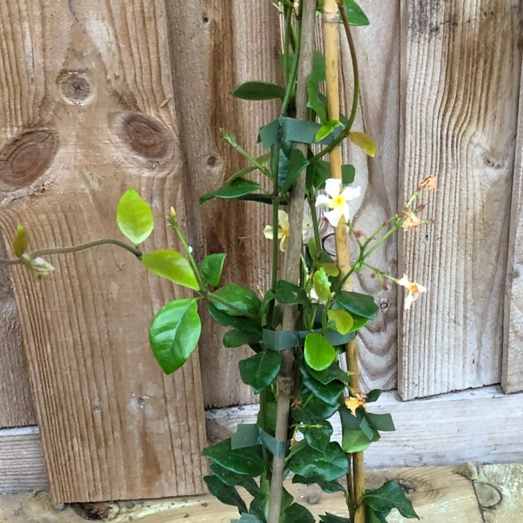 plant image 838508 plant image 838508
