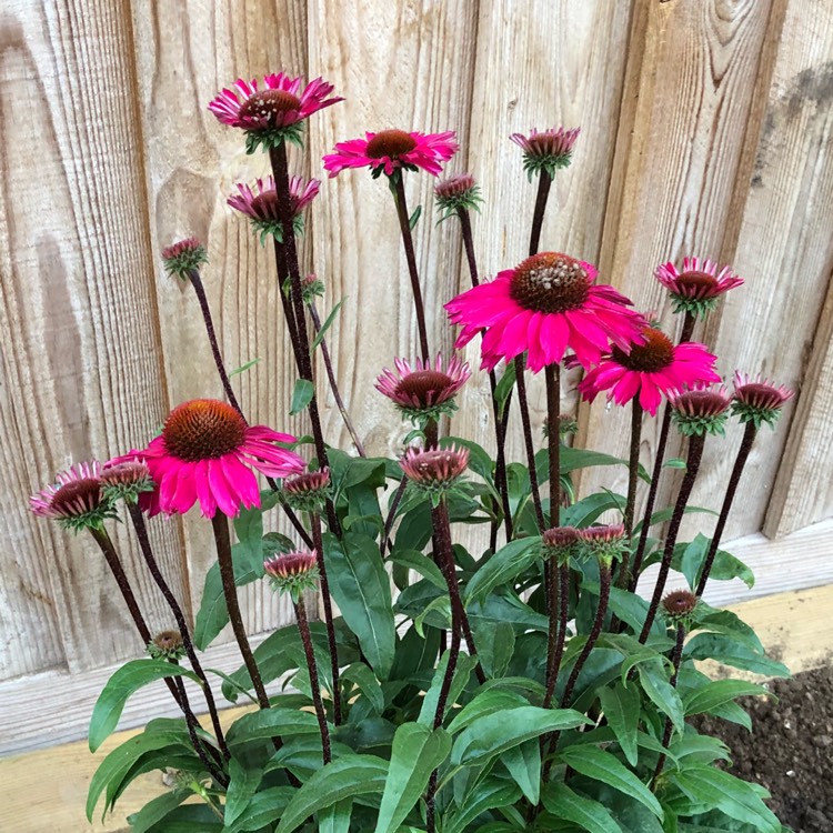 plant image 838541