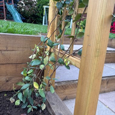 Star Jasmine