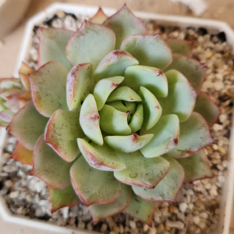 Plant image Echeveria Prism