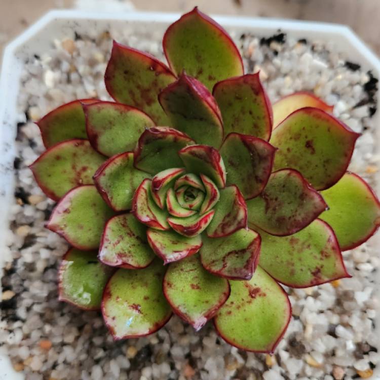 Plant image Echeveria Yamato Haru