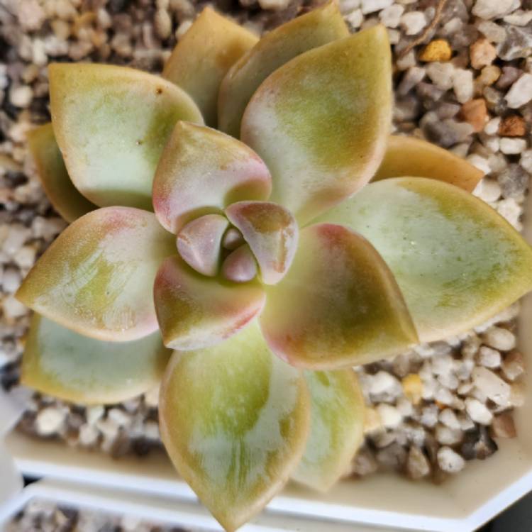 Plant image Graptopetalum Victor Kane
