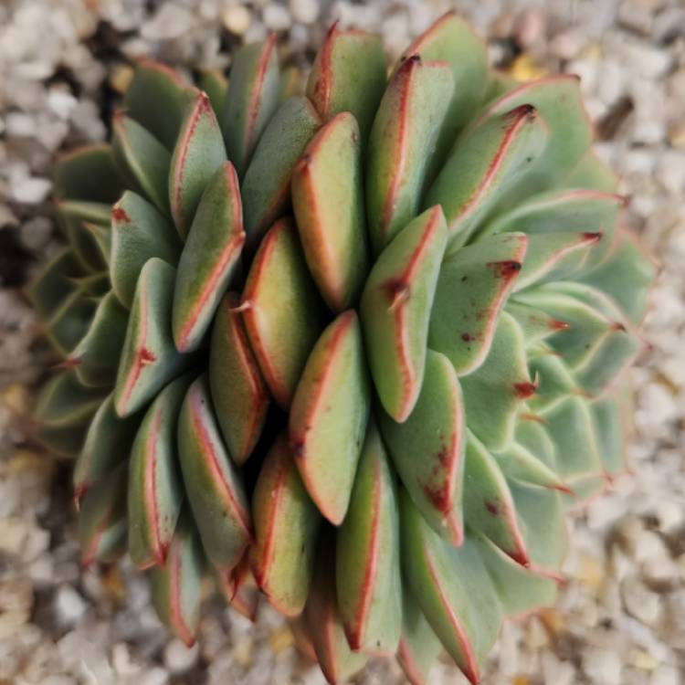 Plant image Echeveria Hepburn 