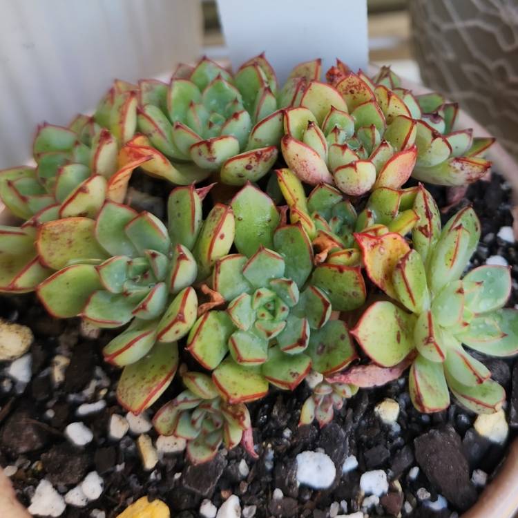 plant image 1665407