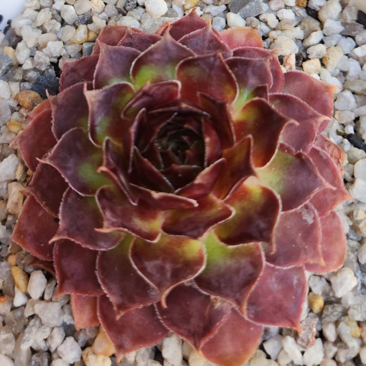 Plant image Sempervivum Granby