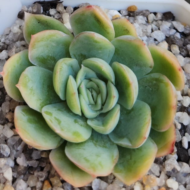 Plant image Echeveria Schichi-Kuksi