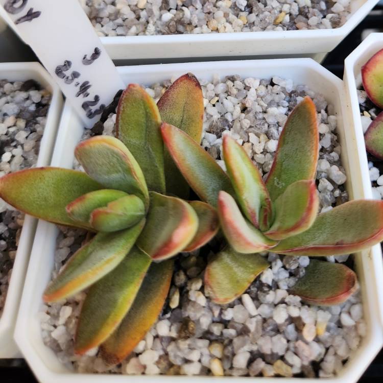 Plant image Crassula Shandy