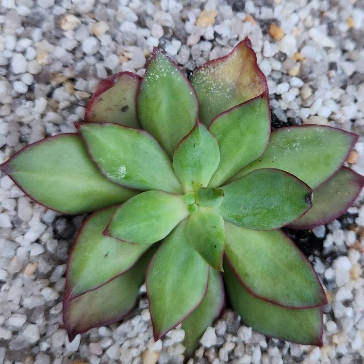 Plant image Echeveria Quitensis var. Quitensis