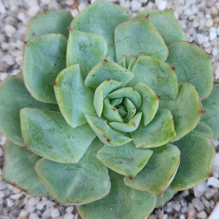 Plant image Echeveria Californica Queen