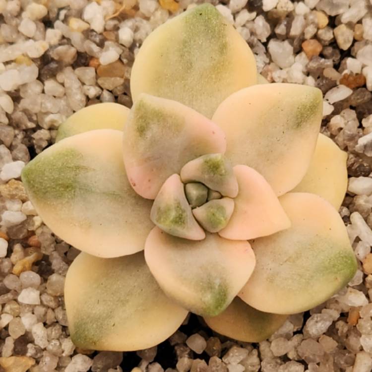 Plant image Graptopetalum Paraguayanse Ssp Bernalense Variegata