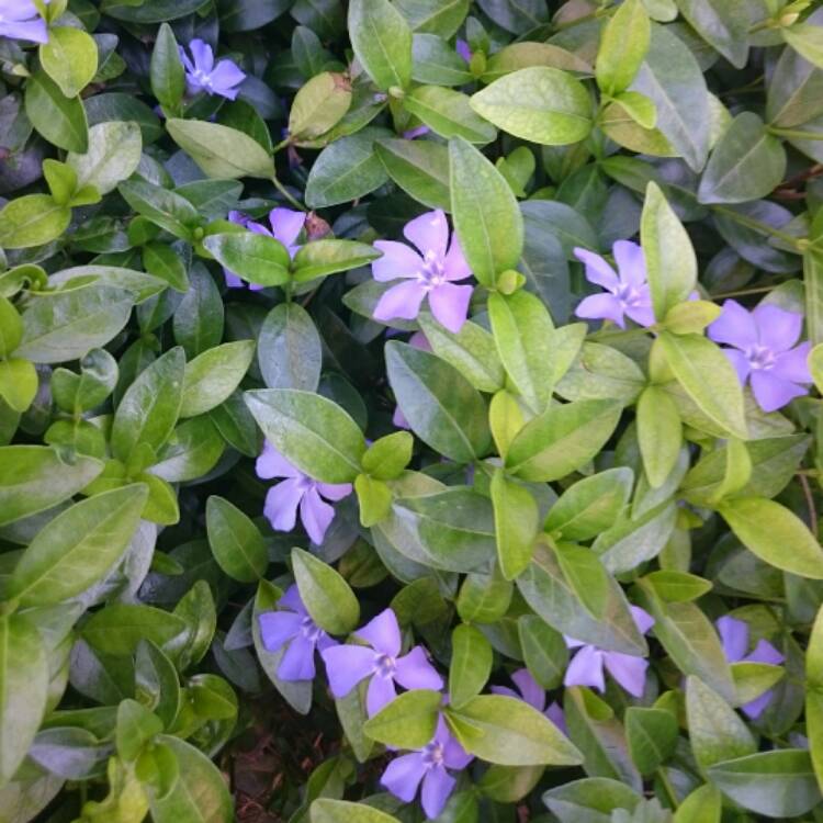 Plant image Vinca minor 'Limelight'
