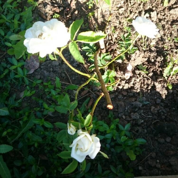 Plant image Rosa Foetida 'Persiana'