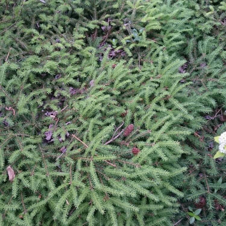 Plant image Picea abies 'Nidiformis'
