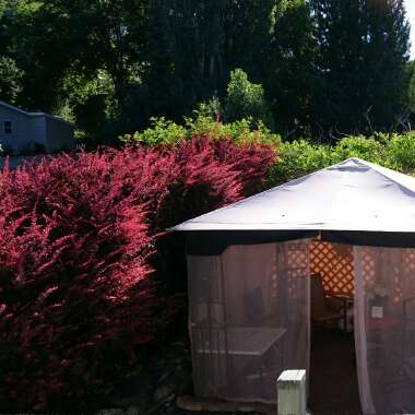 Robyn's garden