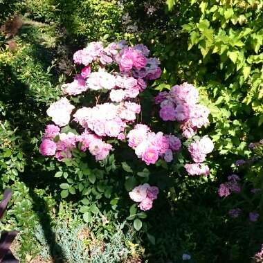 Rose (Floribunda)