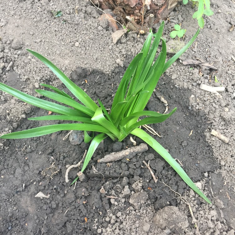 plant image 341624