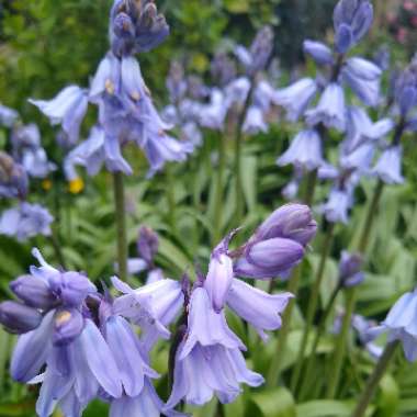 Spanish Bluebell 'Danube'