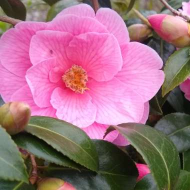 Camellia 'Pink'