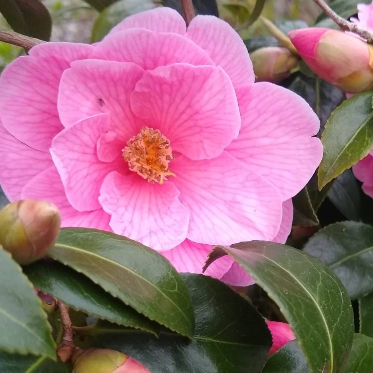 Plant image Camellia japonica 'Pink'