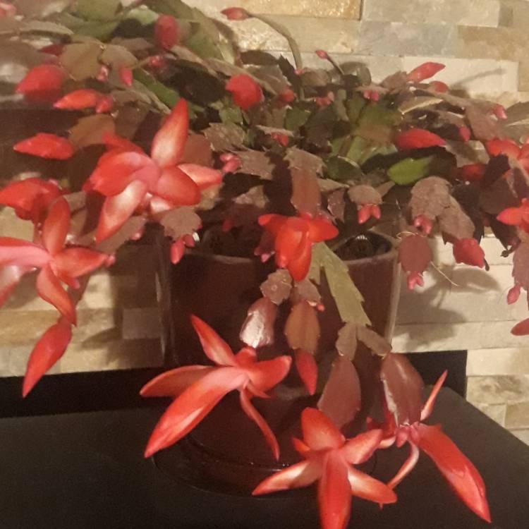 Plant image Schlumbergera truncata Rio Brazil