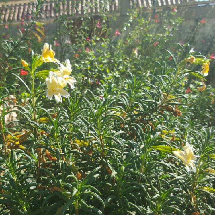 plant image 252249