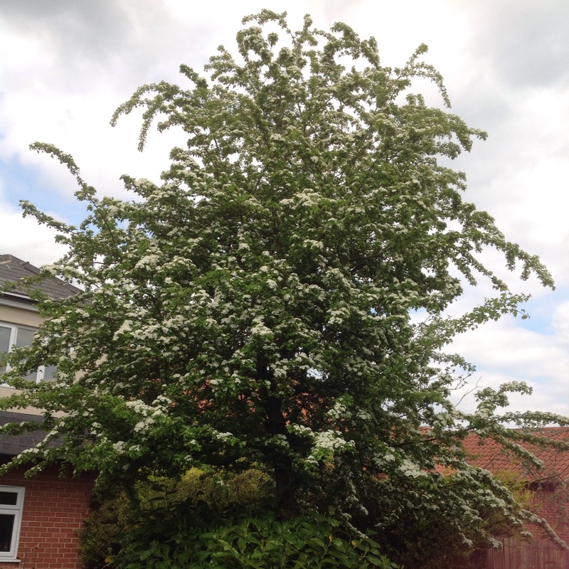 Plant image Crataegus x media 'Rubra Plena'
